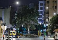 Malaga city council moves large ficus tree from Arroyo de los Ángeles to La Rosaleda