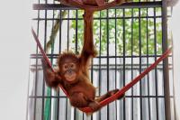 Five orangutans found in India face long road back home to Indonesia
