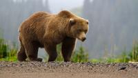 7 bear incidents recorded in Mongolian capital city within a single month