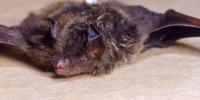 Kansas health officials warn about increased encounters with potentially rabid animals, including bats