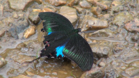 Butterfly meet documents 103 species in Trashi Yangtse