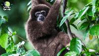 Indonesia is moving its capital. Will a forest pay the price?