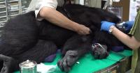 Taipei Zoo says unsecured doors enabled chimpanzees' escape