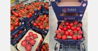 Turkish vine tomato supply to Poland expected to remain steady in 2026