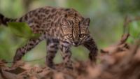 New cat species identified for the 1st time in a century
