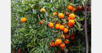 Moroccan SweetCott mandarin gains EU protection until 2056