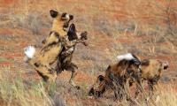 Over 4,000 km across Zambia: How African wild dogs made epic journey to find mates