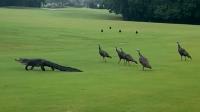 Watch: Alligator swarmed by parade of turkeys on Florida golf course