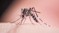 Florida confirms a death from dengue as state struggles with recent outbreak