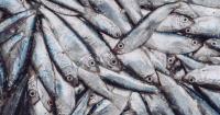 Scientists call for halt to sardine fishing amid mass die-off