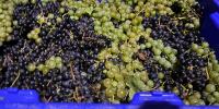 Wet Whistle Wine Festival kicks off in Algoma