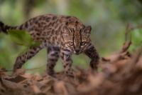 A new species of wild cat described in Bolivia. Such a discovery hasn't happened in over 100 years