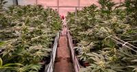 Missouri cannabis regulators recall pre-rolled joints after mold found in testing 