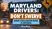 Maryland Deer Collision Season Is Here: When Risk Peaks And What To Do