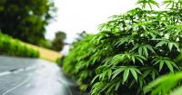 Minnesota's cannabis market reaches $250 million in first year