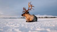 The counterintuitive science of hunting and wildlife species survival