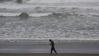 Sea lion found beheaded at San Francisco's Ocean Beach, prompting investigation