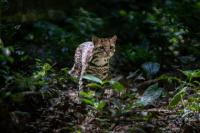 Meet 'Leopardus Tilcayo': the First New Cat Species Discovery in 100 Years