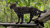 Scientists find new cat species in Bolivia