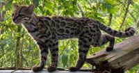 New Cat Species Found After 100 Years: Meet the Tiny 'Mini Leopard'