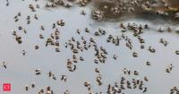 In 1826, mosquitoes arrived in Hawaii and pushed native birds toward extinction. Now, scientists are releasing millions of mosquitoes to save them