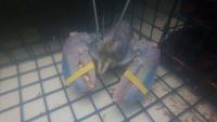Maine lobsterman catches 1-in-100 million cotton candy lobster