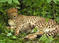 India-born cheetah gives birth to four cubs at Kuno National Park; population rises to 56