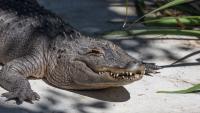 Florida man checks under truck for gators every morning, finds 8-footer in carport