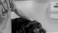 Cape Town animal sterilisation campaign reaches 200 animals in two days