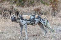 Wild Dogs Set Record by Traveling 2,500 Miles in a Search for Mates That Turned ‘Into an Odyssey’