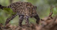 New tiny wild cat species discovered in Bolivia’s cloud forests