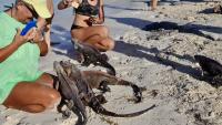 Florida city puts a $100 price on feeding iguanas after 3-2 council vote
