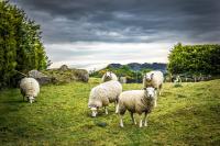 The Ancient DNA of a Deadly Animal Virus Has Been Lurking in Medieval Manuscripts for Centuries, Researchers Find