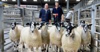 Quality gimmer shearlings to suit all buyers at CCM Skipton