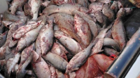 Strengthen controls against illegal fishing in Chubut and protect the aquatic environments of Patagonia