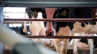 Dairy on-farm processing forums set for Northeast Iowa Oct. 9 and 20