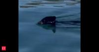 Watch: Bear cub rescued from middle of Canada's Okanagan lake after exhausting swim: "He was absolutely shaking, never seen anything like it"