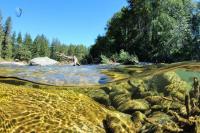On Canada's Cowichan River, three generations walk the banks, hoping to find salmon