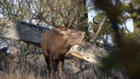 Gavbangi: Iran’s Long-Running Conservation Effort Relies on Volunteers — and Turns Them Into Habitat Protectors
