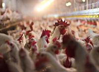 Avian Flu Returns To Wisconsin Poultry Farm, Raising Mink Concerns