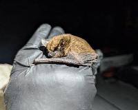 Researchers capture 255 bats during three-night survey in south Mississippi