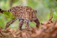 Scientists discover a new wild cat in more than century