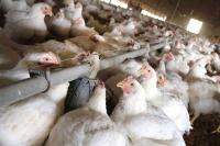 Philippines chicken imports seen rising next year