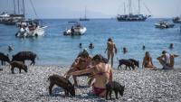 The Greek 'Piggie Island' that went viral
