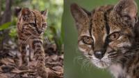 New wild cat species identified for first time in 100 years