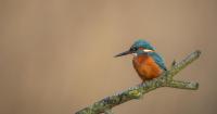 Top tips for keen wildlife photographers