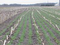 Minnesota farmer works to get fall cover crops seeded as harvest approaches