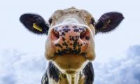 Research & Commentary: Heartland Impact/Consumers Defense Report Warns of Significant Threat to American Dairy Farmers from Pathways to Dairy Net Zero Initiative