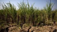 ‘Something big coming’—why 188 Indian ecologists warn of a ‘super’ El Niño