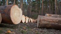Stable log prices, unstable ETS: Forestry heads into election season – Marcus Musson
